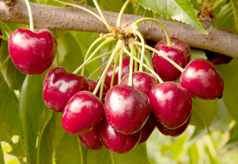 Ăn cherry có tốt không? Cách ăn giúp hấp thu dưỡng chất tốt nhất