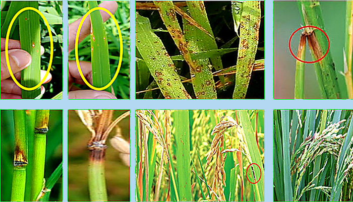 Bệnh đạo ôn hại lúa là gì? Nguyên nhân, đặc điểm và cách phòng trừ