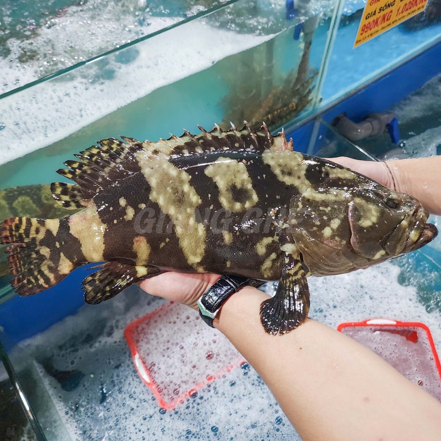 Cá bống mú là cá gì và sống ở đâu trong tự nhiên?