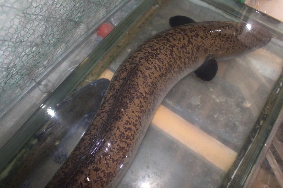 Cá chình dừa loài cá dân dã hiếm gặp ở vùng sông nước miền Tây