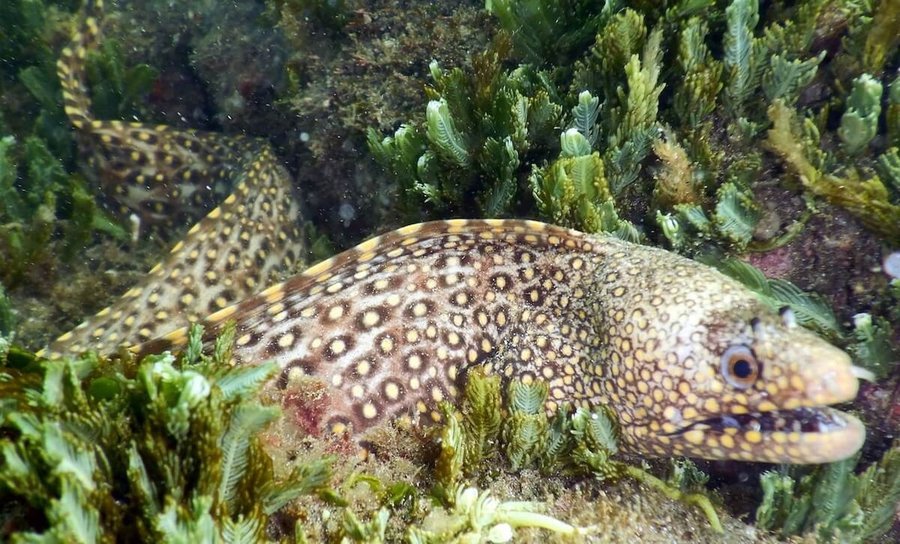 Cá chình và lươn khác nhau ở điểm nào? Cách phân biệt chính xác