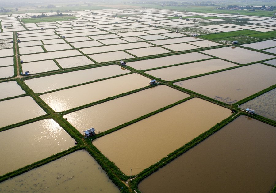 Cá rô phi bao nhiêu tiền 1kg khi bán sỉ cho thương lái?