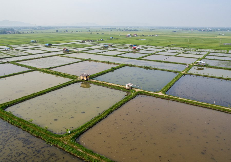 Cá rô phi đơn tính là gì và sinh sản như thế nào theo quy trình trại giống?