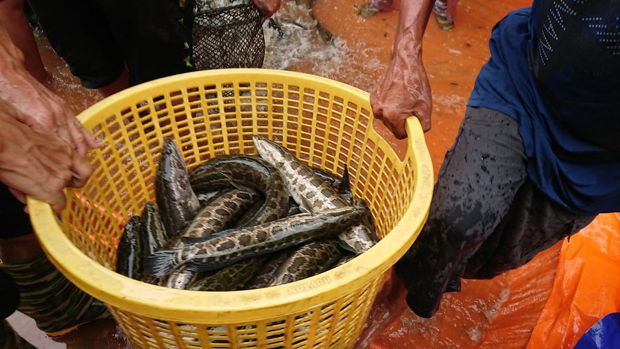 Cách nuôi cá chuối hoa trong bể xi măng dễ áp dụng