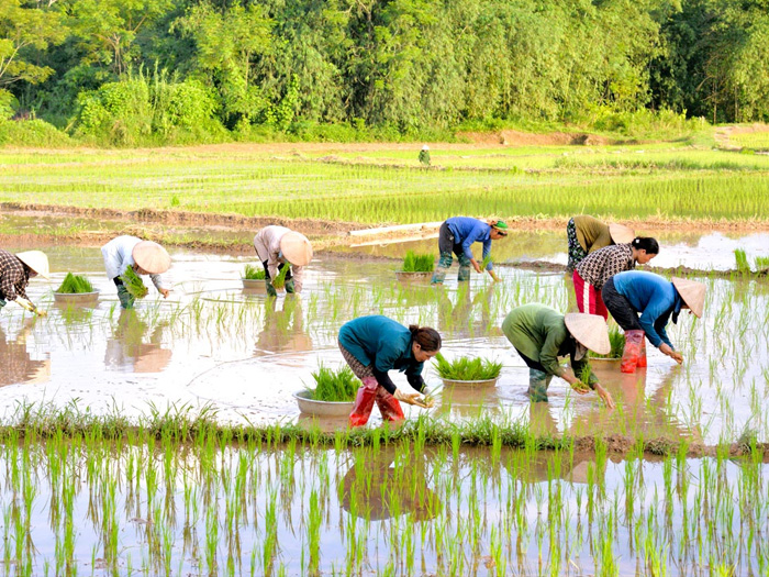Cây lúa nước thuộc nhóm thực vật nào? Cách trồng và chăm sóc