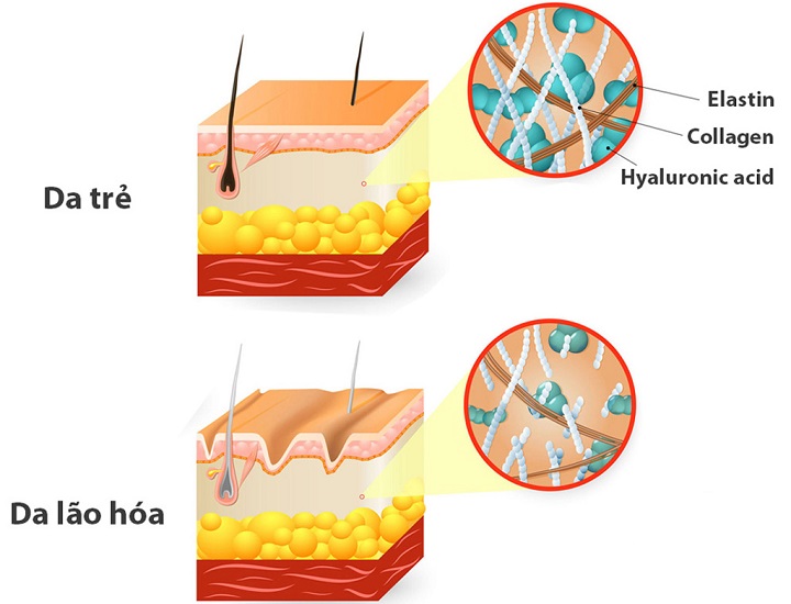 Collagen và elastin là gì? Vai trò của chúng với làn da