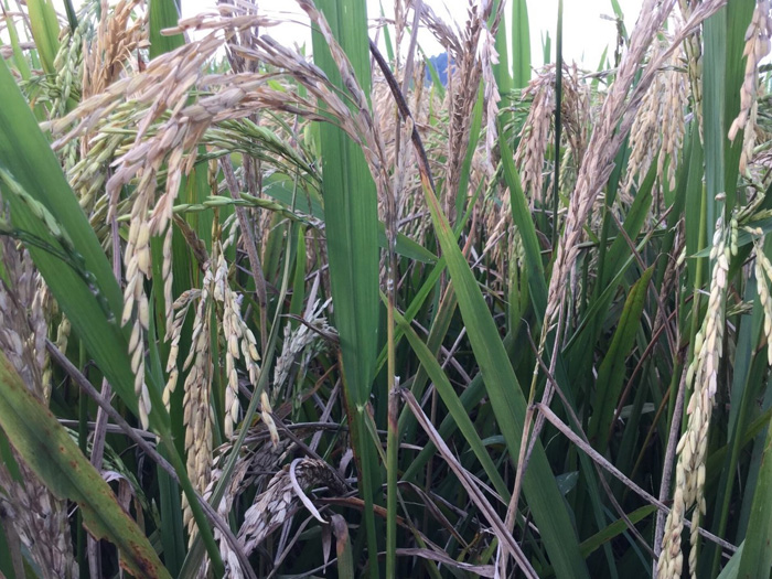 Triệu chứng bệnh đạo ôn cổ bông trên lúa và cách nhận biết sớm