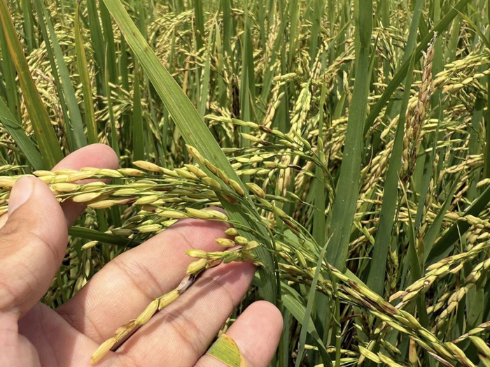 Triệu chứng bệnh đạo ôn cổ bông trên lúa và cách nhận biết sớm