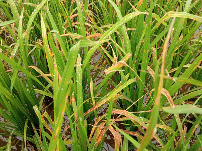 Bệnh đạo ôn lá lúa và bệnh cháy lá lúa khác nhau thế nào?