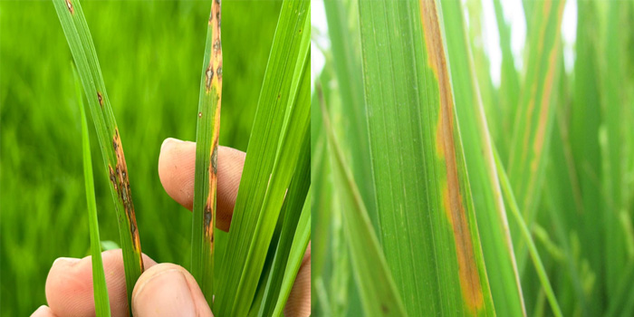 Bệnh đạo ôn lá lúa và bệnh cháy lá lúa khác nhau thế nào?