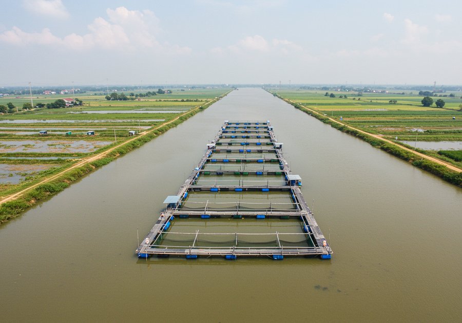 Kỹ thuật nuôi cá rô phi trong lồng tăng trưởng nhanh sau 4 tháng