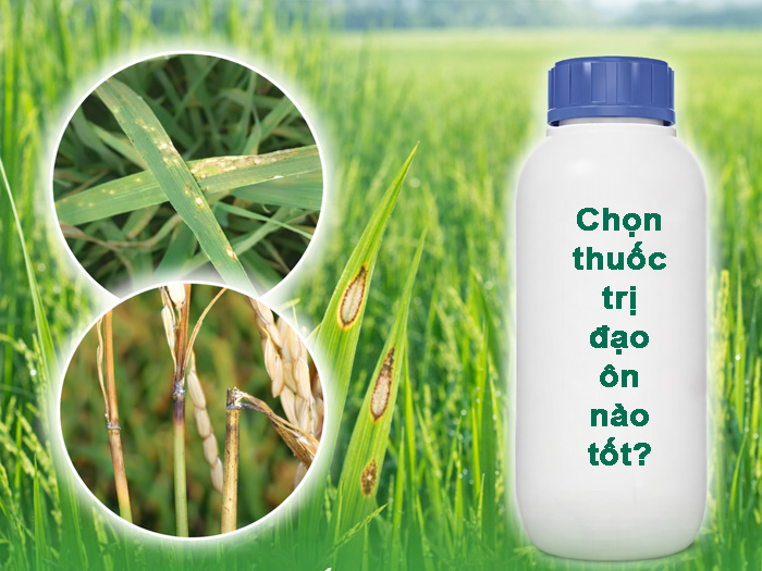 Cây lúa bị đạo ôn phun thuốc gì để xử lý hiệu quả