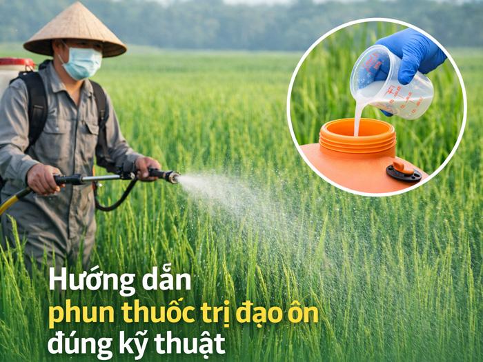 Cây lúa bị đạo ôn phun thuốc gì để xử lý hiệu quả