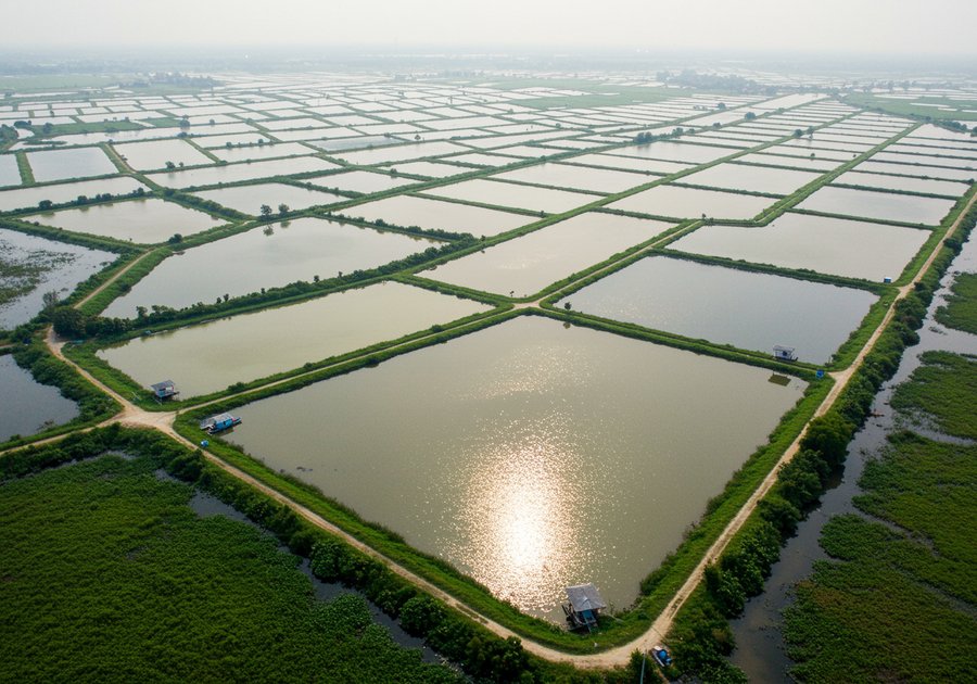Mật độ thả cá rô đầu nhím lý tưởng cho năng suất cao