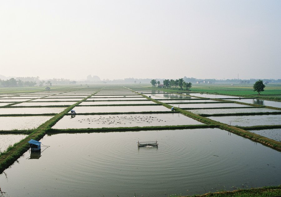 Mô hình nuôi cá rô phi đơn tính đang được áp dụng phổ biến hiện nay