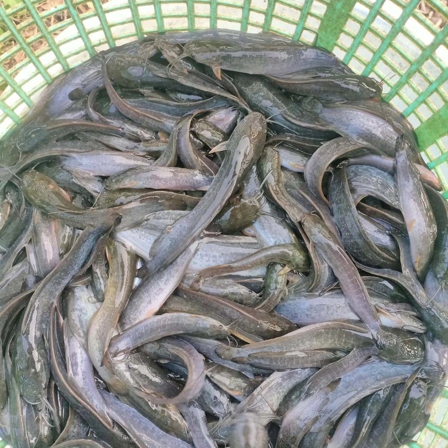 Cách nuôi cá trê sinh sản tự nhiên đúng kỹ thuật