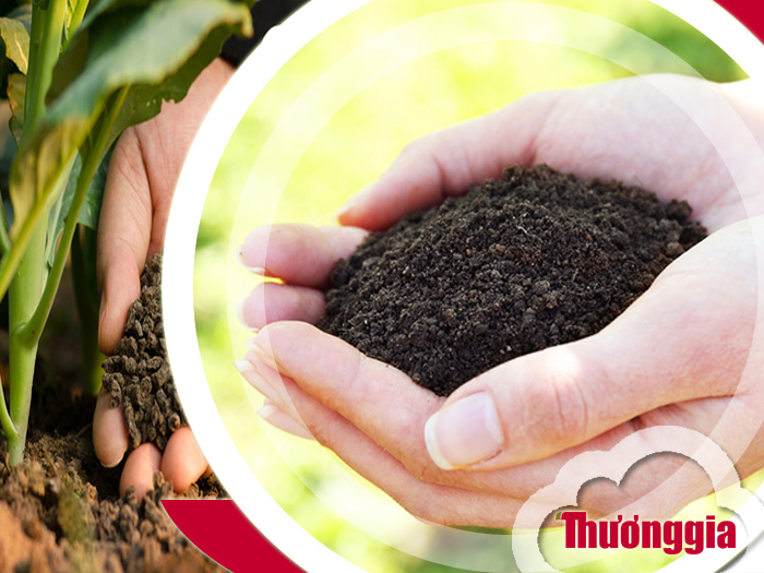 Ưu nhược điểm của phân bón hữu cơ khoáng là gì?