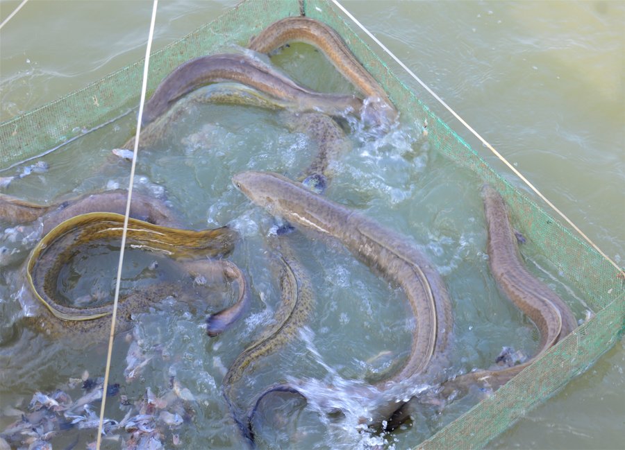 Quy trình nuôi cá chình từ khâu chọn giống đến thu hoạch