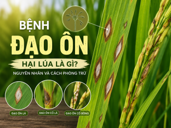 Bệnh đạo ôn hại lúa là gì? Nguyên nhân và cách phòng trừ
