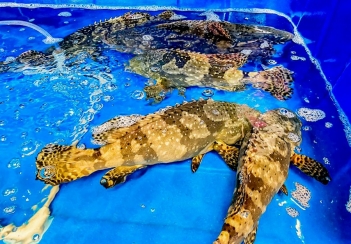 Cá bống mú là cá gì và sống ở đâu trong tự nhiên? - Báo Thương Gia