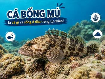 Tác giả Bùi Diệu Ánh Dương