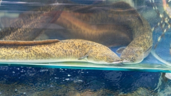 Cá chình dừa loài cá dân dã hiếm gặp ở vùng sông nước miền Tây - Báo Thương Gia