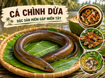 Cá chình dừa là loài cá gì