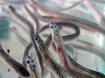 Cá chình và lươn khác nhau ở điểm nào? Cách phân biệt chính xác - Báo Thương Gia