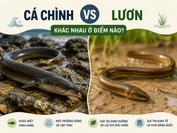 Kiến thức