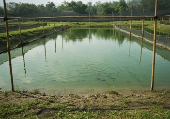 Cá rô đầu nhím bao nhiêu tiền 1kg để đảm bảo hòa vốn?