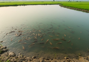 Cá rô đồng có ăn cơm không? Nuôi cá rô đồng cho ăn gì tốt nhất