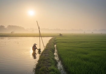 Cá rô đồng và cá rô phi loại nào dễ nuôi và ít rủi ro hơn?