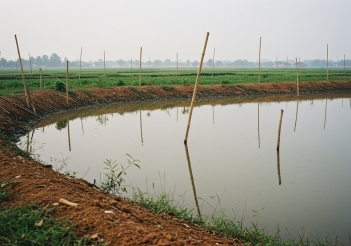 100g cá rô phi bao nhiêu calo và protein cho người ăn kiêng giảm cân?