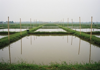 Cá rô phi có ăn cơm không và cách xử lý trước khi cho ăn?