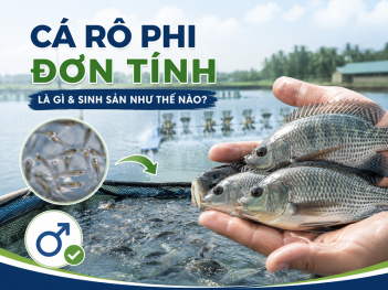 Quy trình nuôi cá rô phi đơn tính từ chọn giống đến thu hoạch