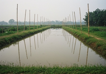 Cá rô phi nuôi chung với cá gì để tăng hiệu quả kinh tế?