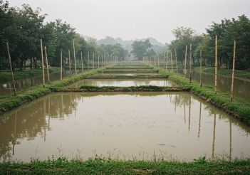Tuổi thọ cá rô phi sống được bao lâu và nên nuôi mấy vụ mỗi năm?
