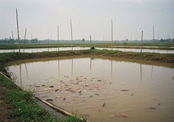 Cá rô phi sống ở tầng nước nào? Cách cho ăn phù hợp theo tầng sống