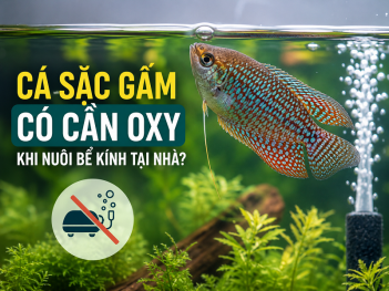 Cá sặc gấm có cần oxy không khi nuôi bể kính tại nhà