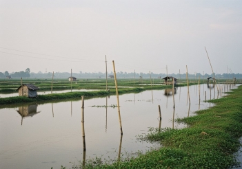 Cách nuôi cá rô phi đơn tính giúp kiểm soát dịch bệnh hiệu quả
