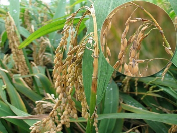 Triệu chứng bệnh đạo ôn cổ bông trên lúa và cách nhận biết sớm