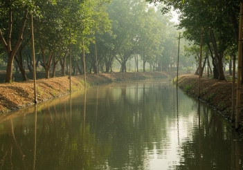 Hạch toán nuôi cá rô phi chi tiết từng khoản chi và lợi nhuận