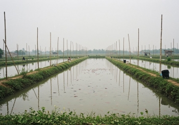 Kỹ thuật nuôi cá rô phi đơn tính cho năng suất cao ít hao hụt