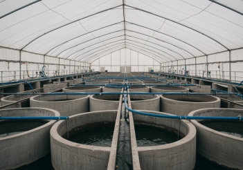 Kỹ thuật nuôi cá tầm trong bể có dễ áp dụng không? - Báo Thương Gia