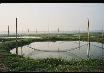 Mô hình nuôi cá rô phi đơn tính đang được áp dụng phổ biến hiện nay