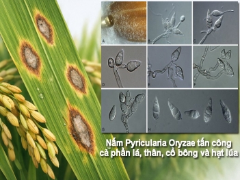 Vì sao nấm pyricularia oryzae gây bệnh đạo ôn khó kiểm soát?