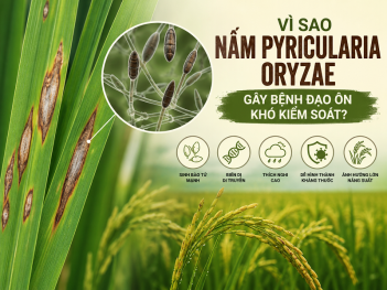 Vì sao nấm Pyricularia oryzae gây bệnh đạo ôn khó kiểm soát