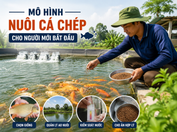 Mô hình nuôi cá chép cho người mới bắt đầu