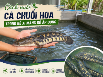 Cách nuôi cá chuối hoa trong bể xi măng