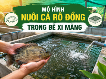 Mô hình nuôi cá rô đồng trong bể xi măng